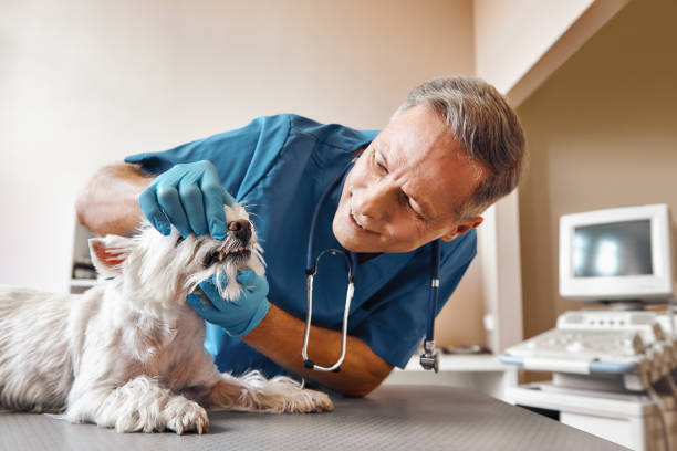 Best Same-Day Emergency Dentist in Stafford Courthouse, VA